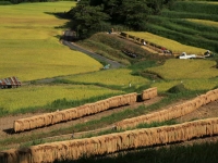 gallery_y_img12