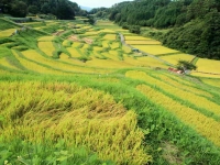 gallery_y_img13