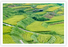ふるさとプラン